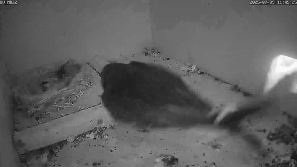 Turmfalke ergreift jungen Mauersegler im Nistkasten
